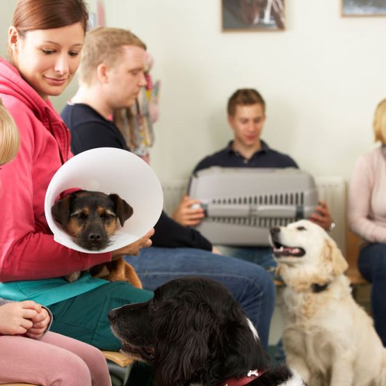 sala de espera clínica veterinaria