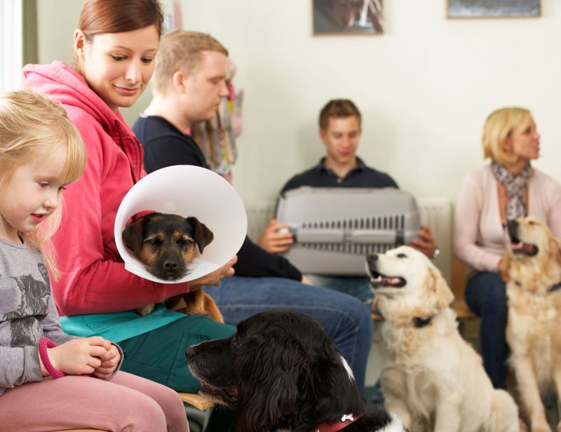 sala de espera clínica veterinaria