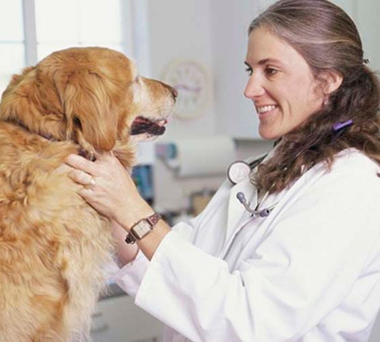 Perro en veterinario