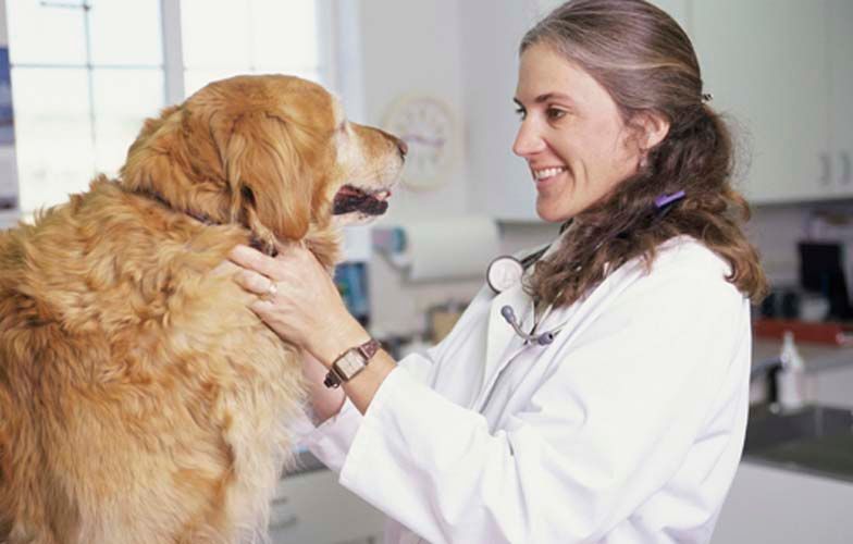 Perro en veterinario