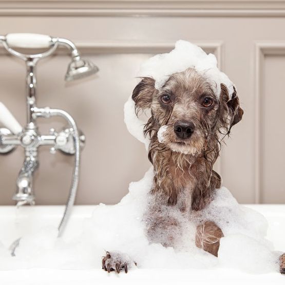 perro en la bañera