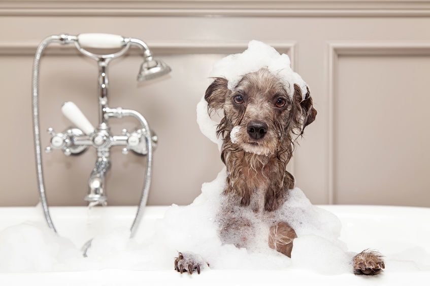 perro en la bañera