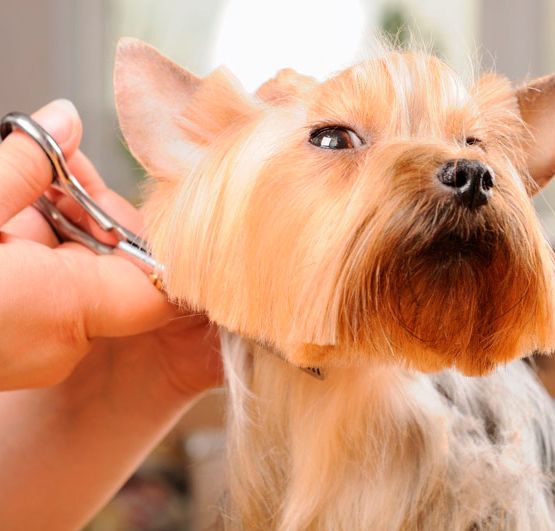 corte de pelo a un perro