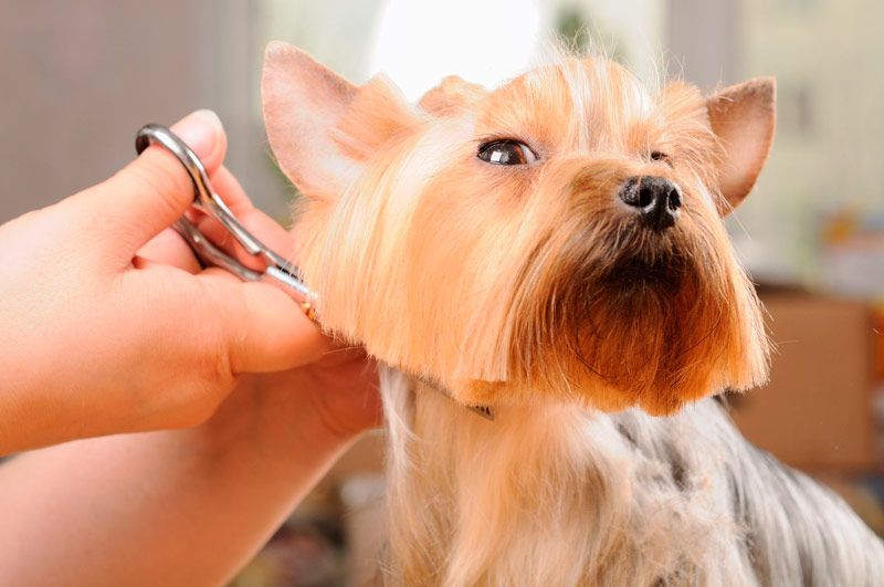 corte de pelo a un perro